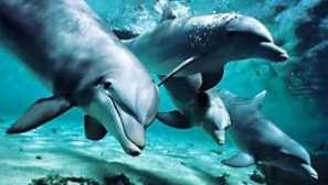 Dolphin je ryba alebo cicavec?